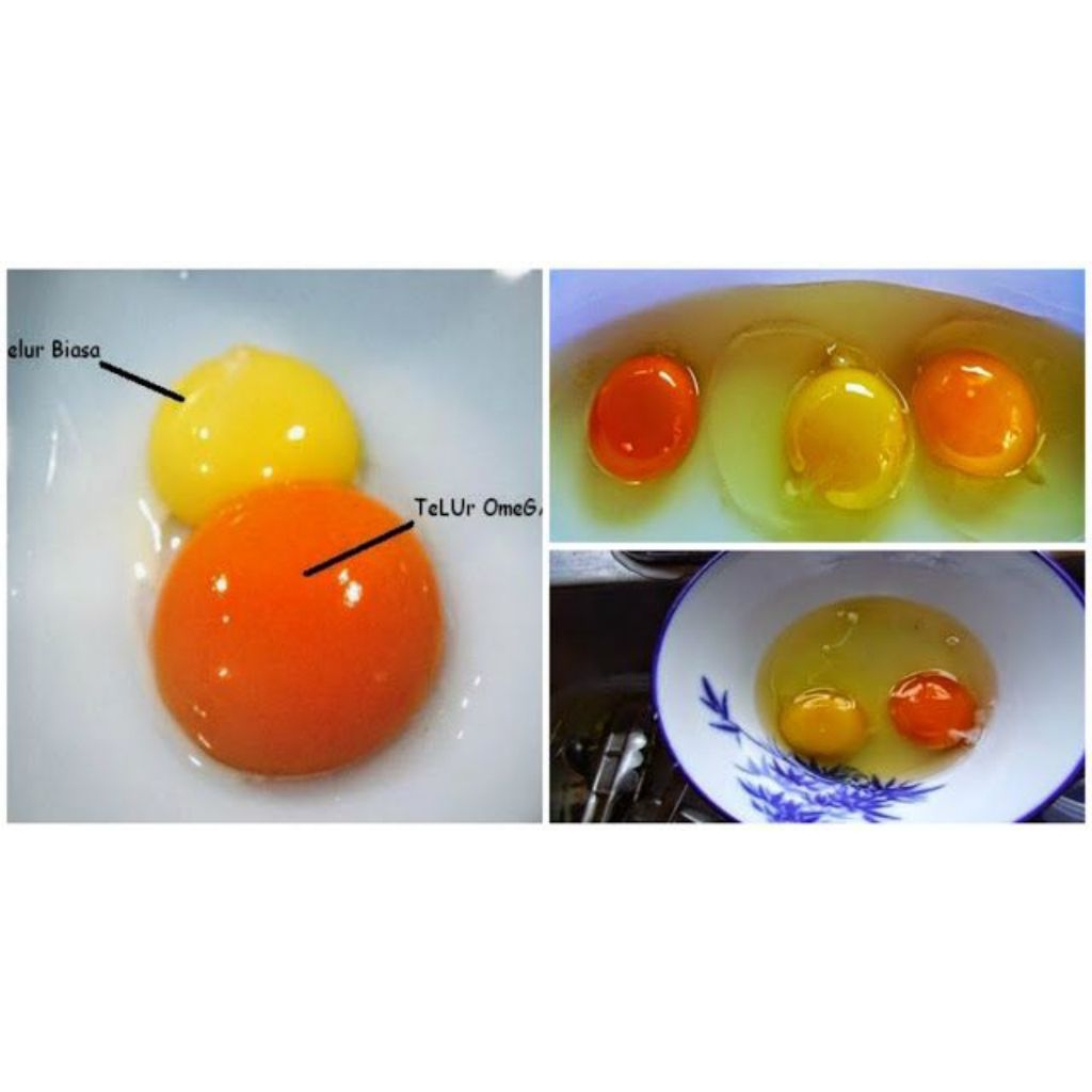 

Telur ayam kampung omega