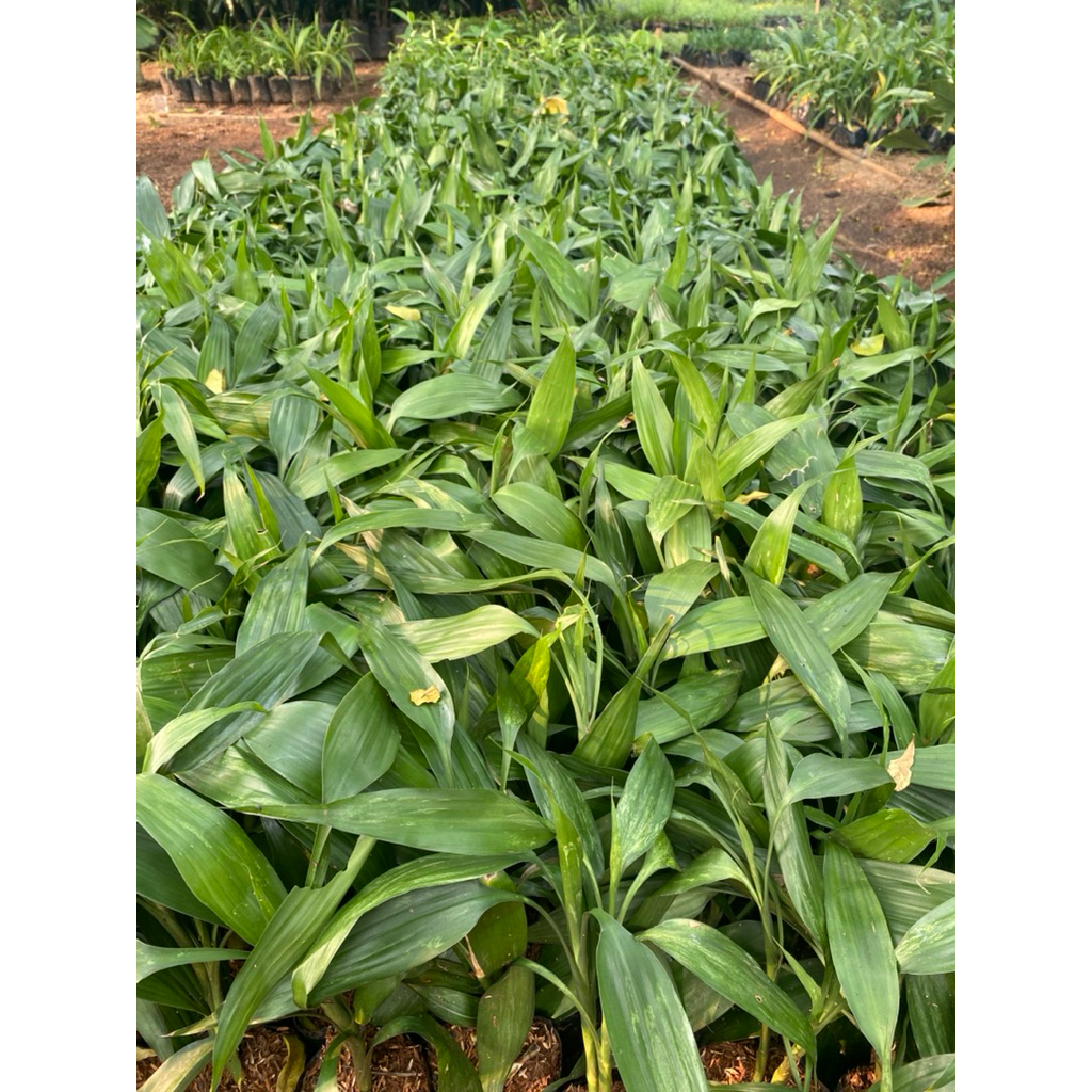 TANAMAN HIAS SRI REJEKI HIJAU