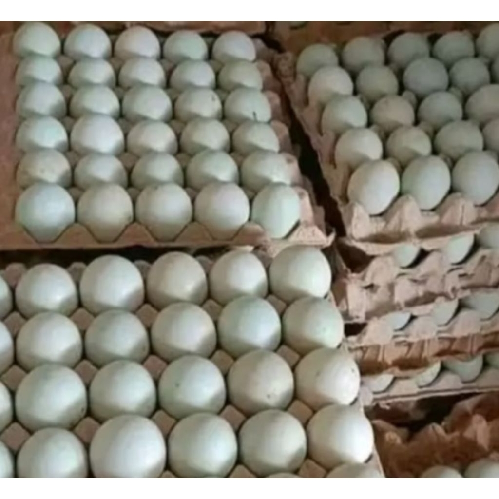 

telor bebek mentah per 5 butir