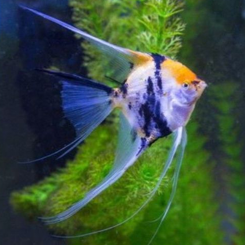 Ikan Manfish Koi - Ikan Hias Air Tawar Akuarium Body 3 - 4 cm, panjang 6cm