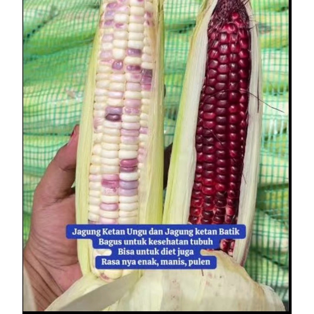 

JAGUNG KETAN PULEN ENAK 1 KG