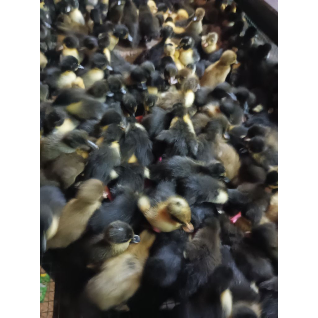 

Bebek Hibrida Pesan 15 Free 1 ekor ( Bebek hybrida) - Bebek pedaging DOD HIBRIDA