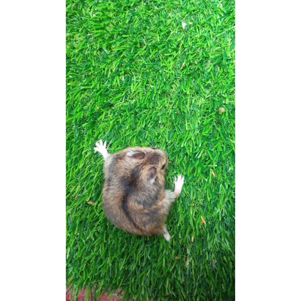 Hamster winter white