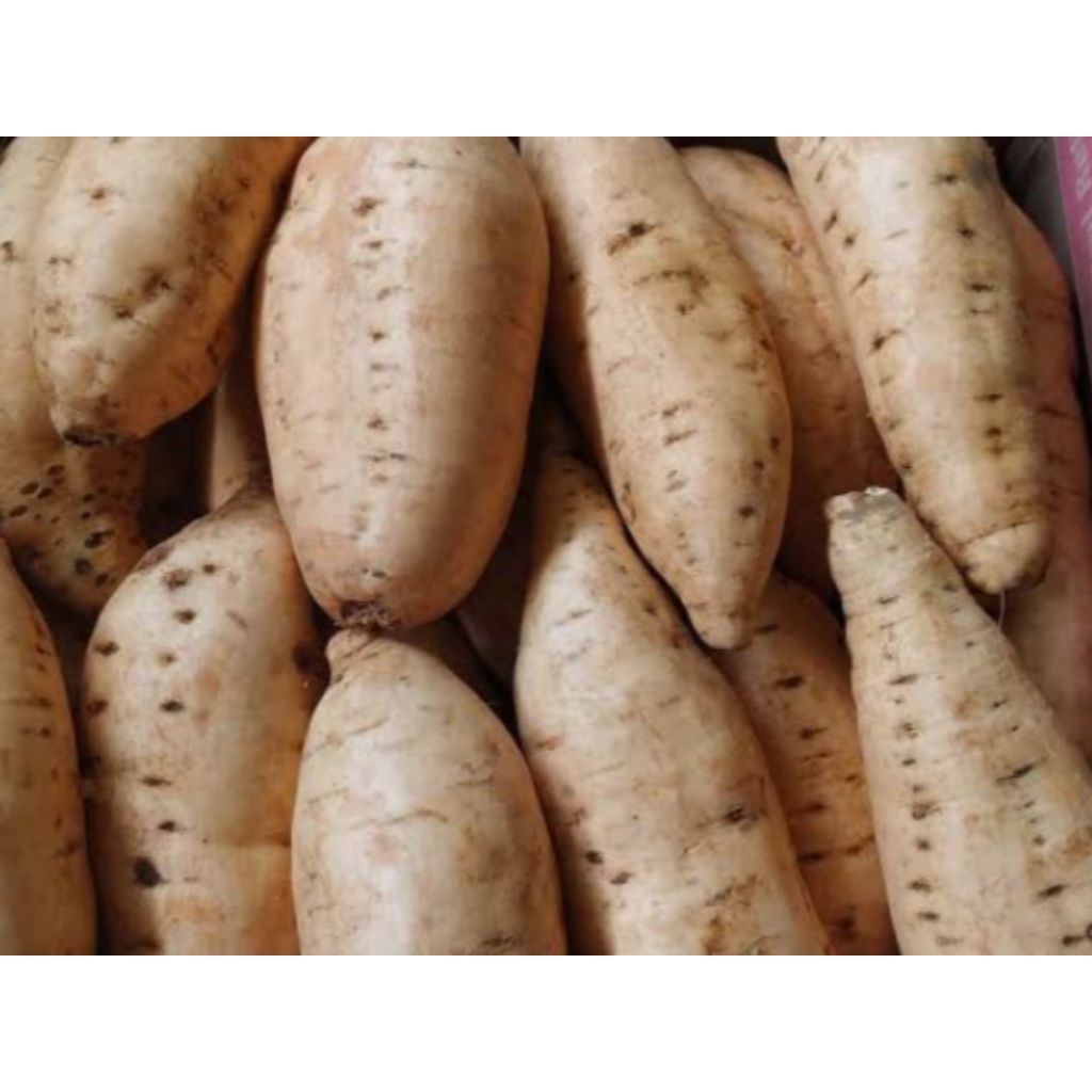 

Ubi Jalar Rancing / Cilembu / Kuning Super 1kg