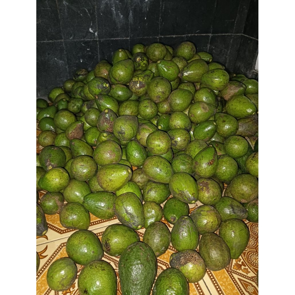 

alpukat mentega paket 1,5KG COD