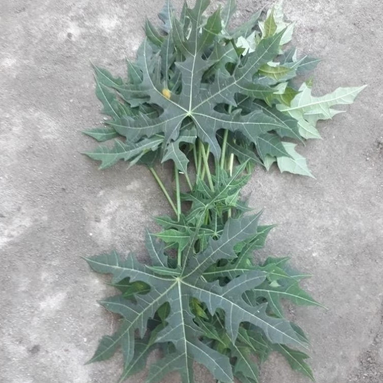 

pepaya jepang katesjepang rambanan sayur pakanambing dan gurami