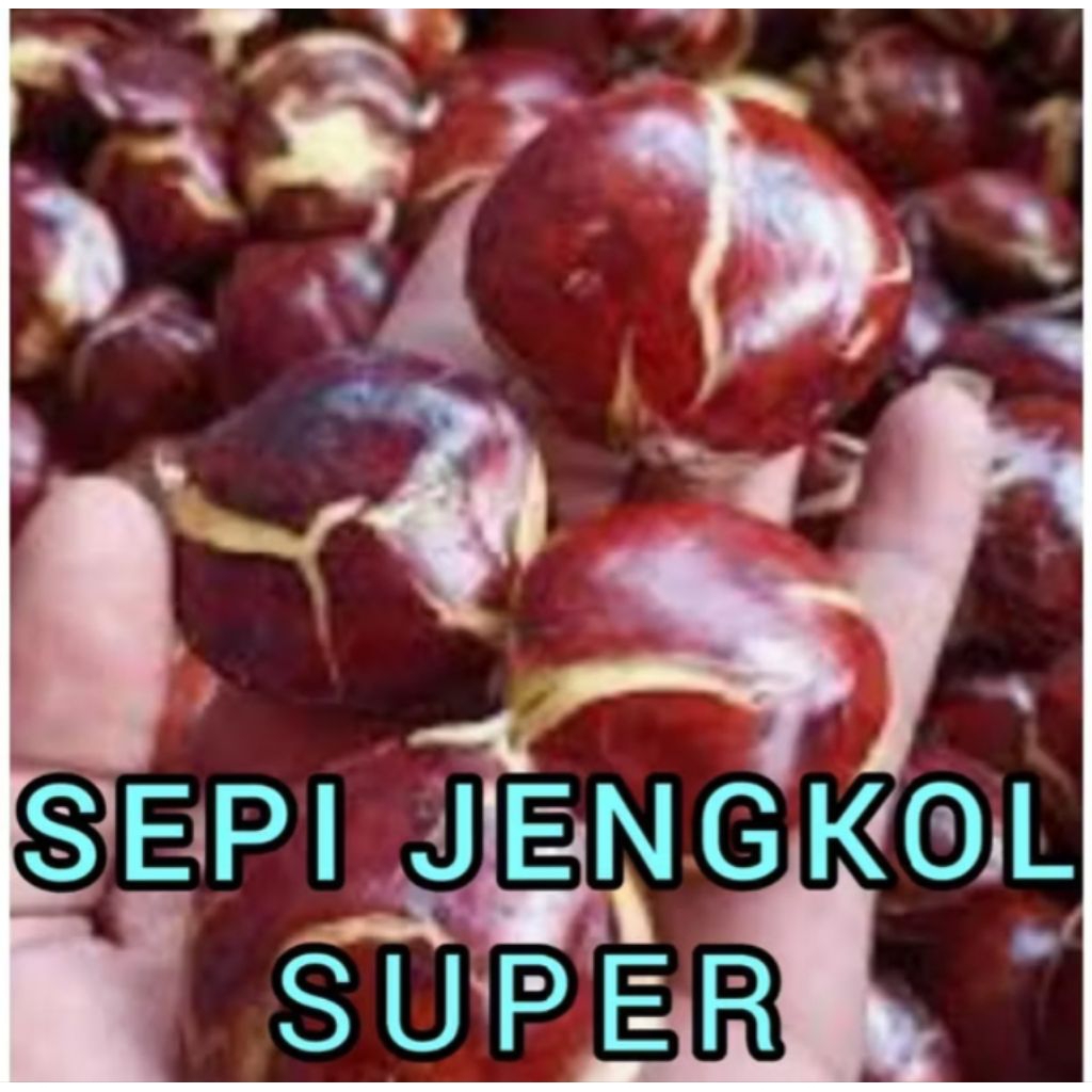 

Jngkol tua super masih segar pulen neto 500 Germ
