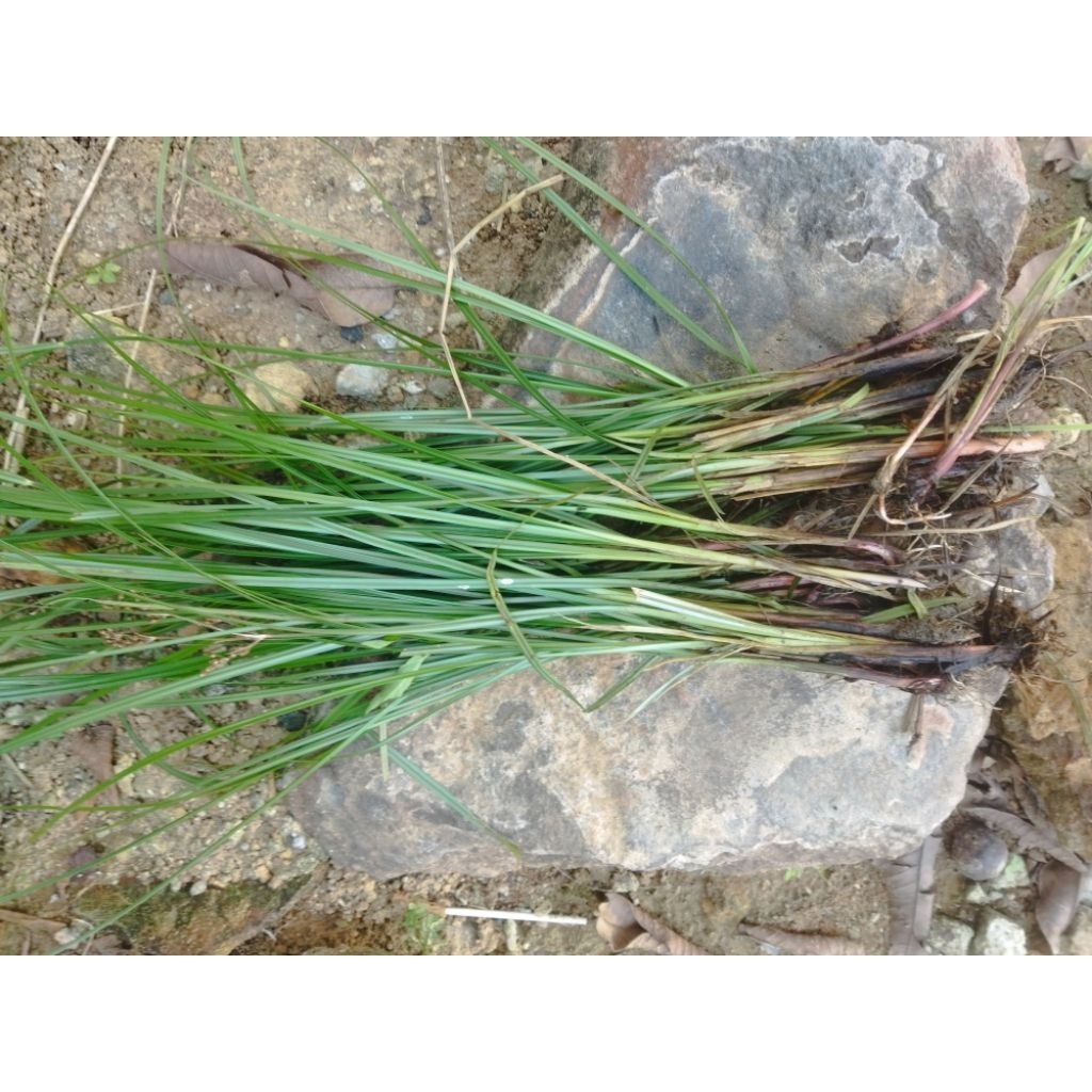 

suket teki segar 500g