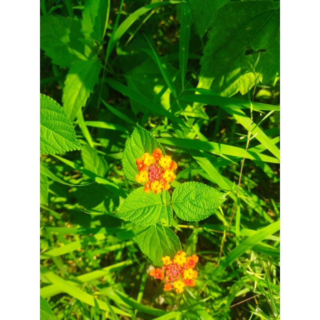 

daun lantana/daun temblekan 500g