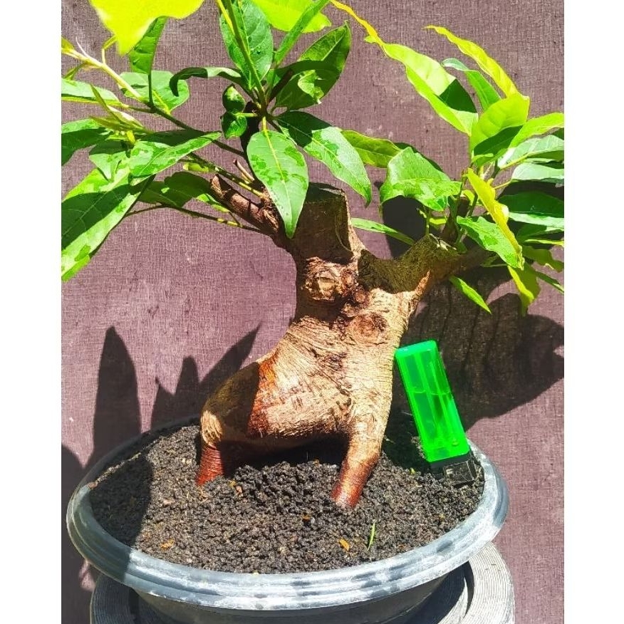 bahan bonsai ficus bunut merah (ficus glabella) ngepen cakep realpic