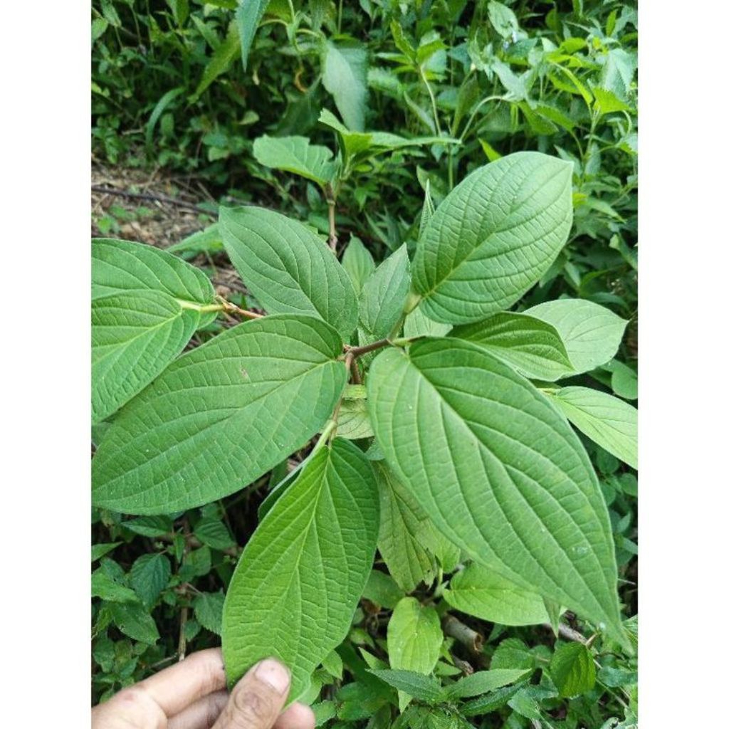 

Daun sirih hutan fresh 100 lembar