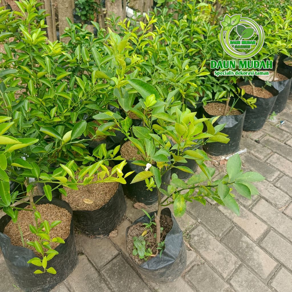 bibit jeruk limau / tanaman jeruk limau