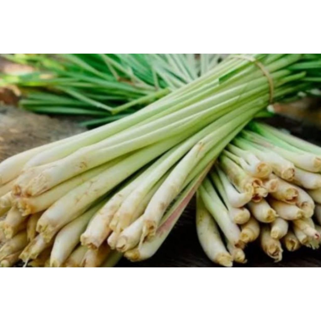 

satu ikat sereh dapur/sereh penyedap rasa 500gr