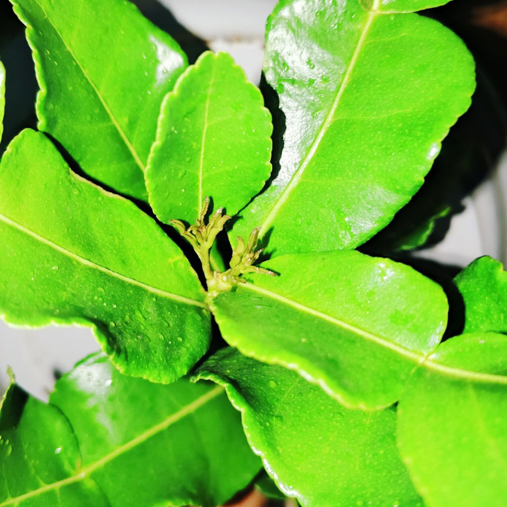 

Jeruk purut daun jeruk purut segar petik kebun bumbu dapur bumbu masak bumbu sambal pecel 5 gram