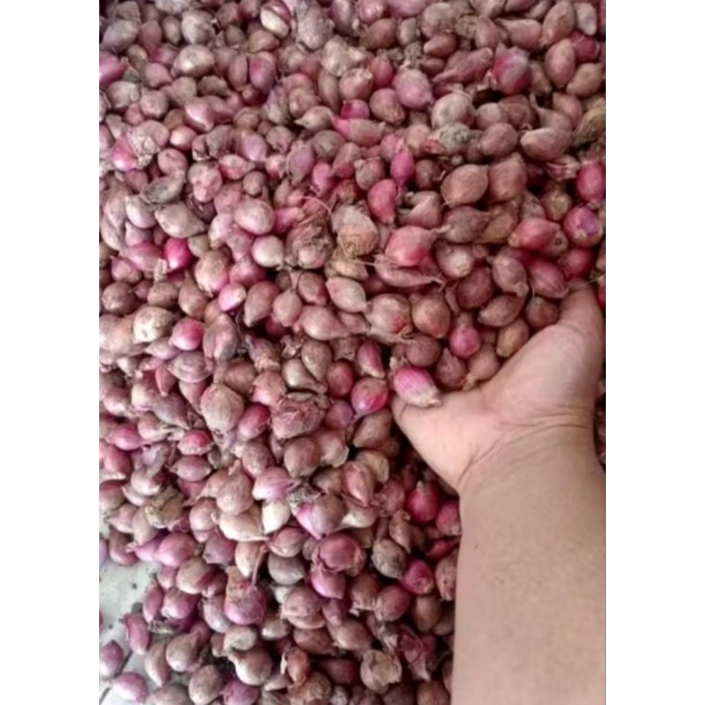 

Bawang Merah 1kg