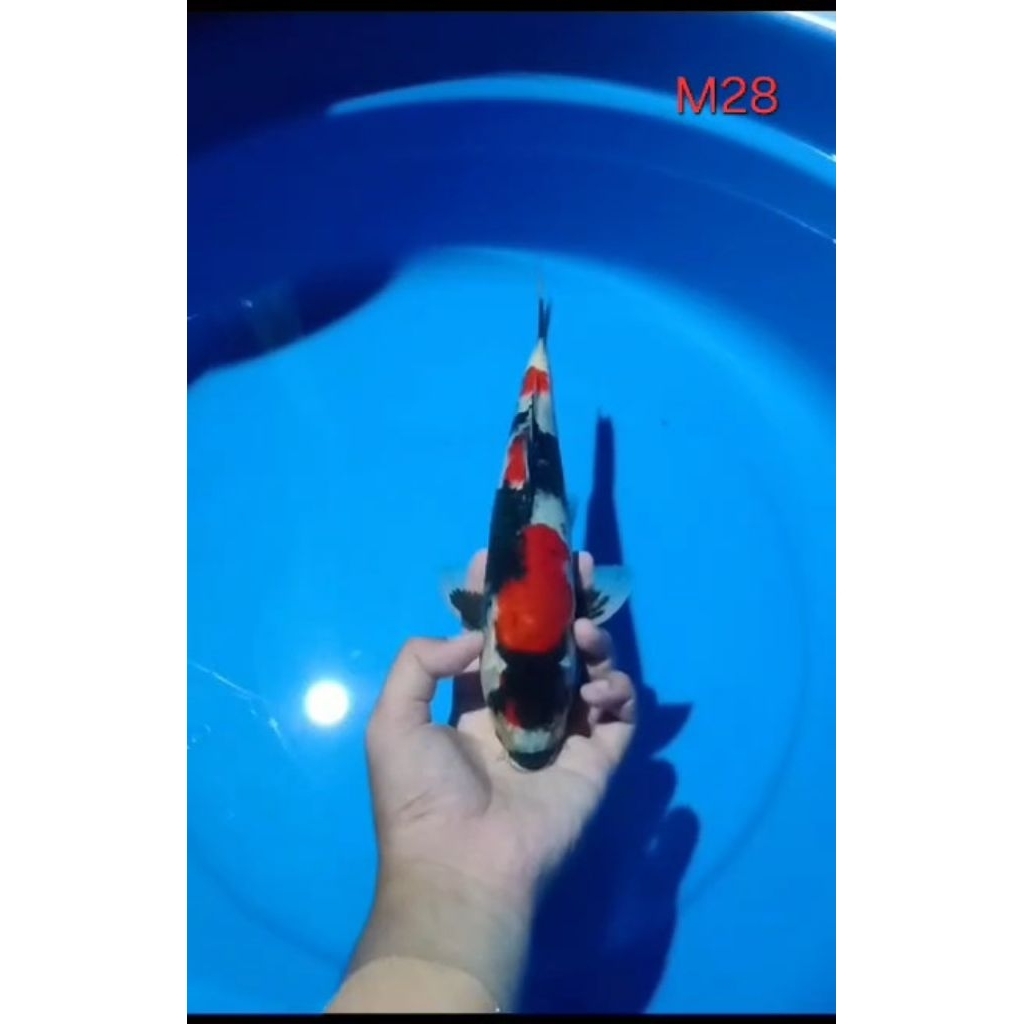 Ikan Koi Blitar Showa Sanshoku HQ Male 30cm