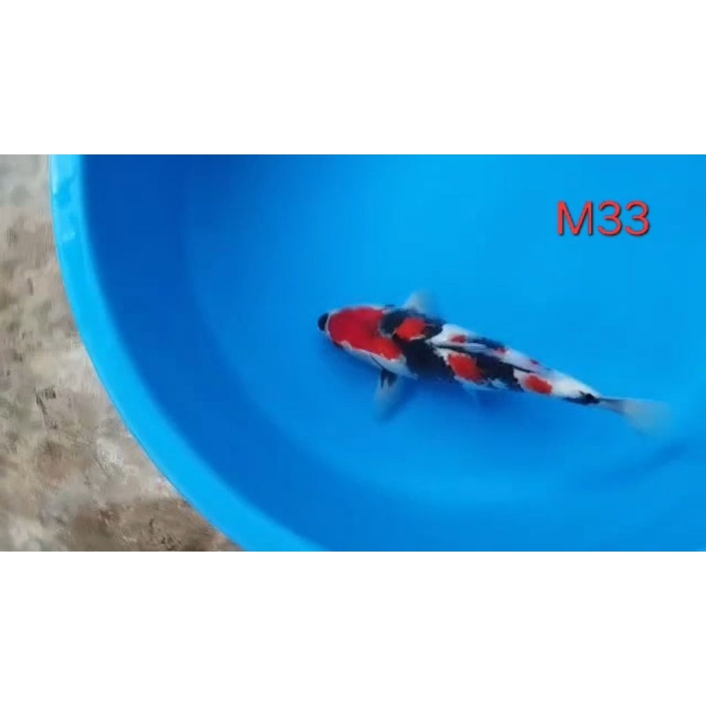 Ikan Koi Blitar Showa Sanshoku HQ Size 33cm