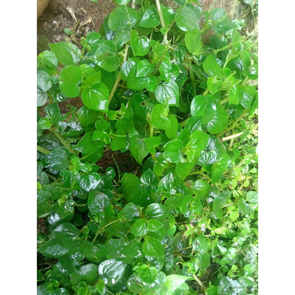 

Daun Sirih Cina Segar / Tanaman Cecer Kempes