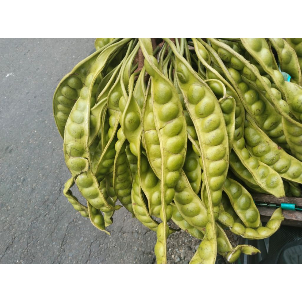 

Pete sedangan 40rb/ikat, isi 10 lonjor