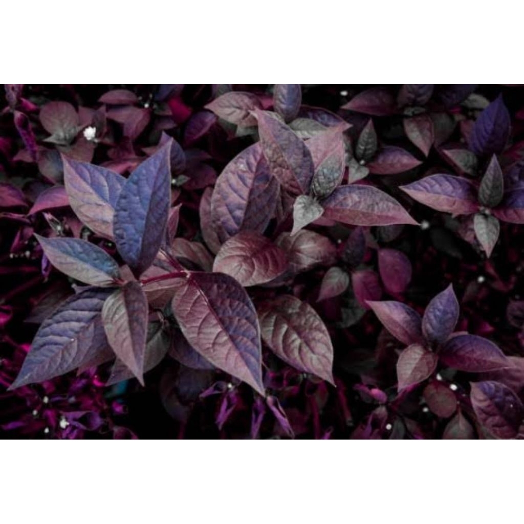 

TERLARIS DAN TERMURAH DAUN HANDEULEUM KAYA MANFAAT