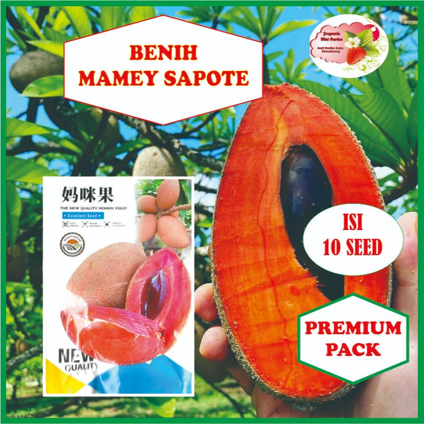 BENIH MAMEY SAPOTE SAWO JUMBO ISI 10 BIJI