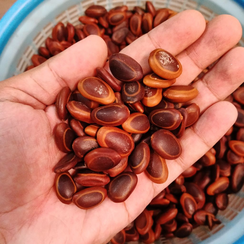 

biji sengon kering - biji sengon Buto - bibit sengon - 1 kg biji sengon berkualitas