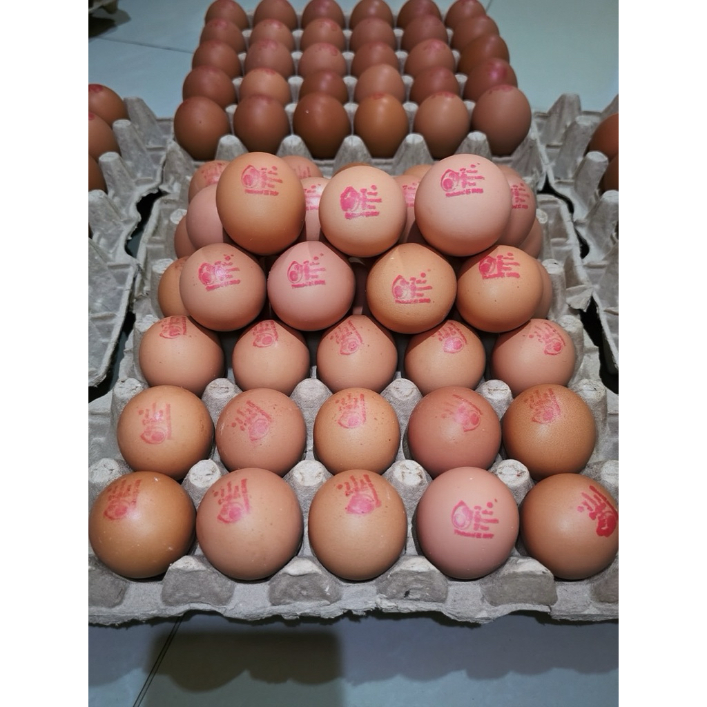 

TELUR OMEGA 3 TOP / TELUR ORGANIK / TELUR OMEGA MEDAN