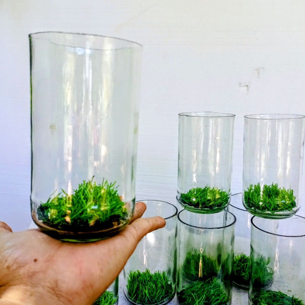 Aquarium cupang kapasitas 700 ml paket 2 pcs Akuarium cupang set rumput dasar akuarium Botol cupang 