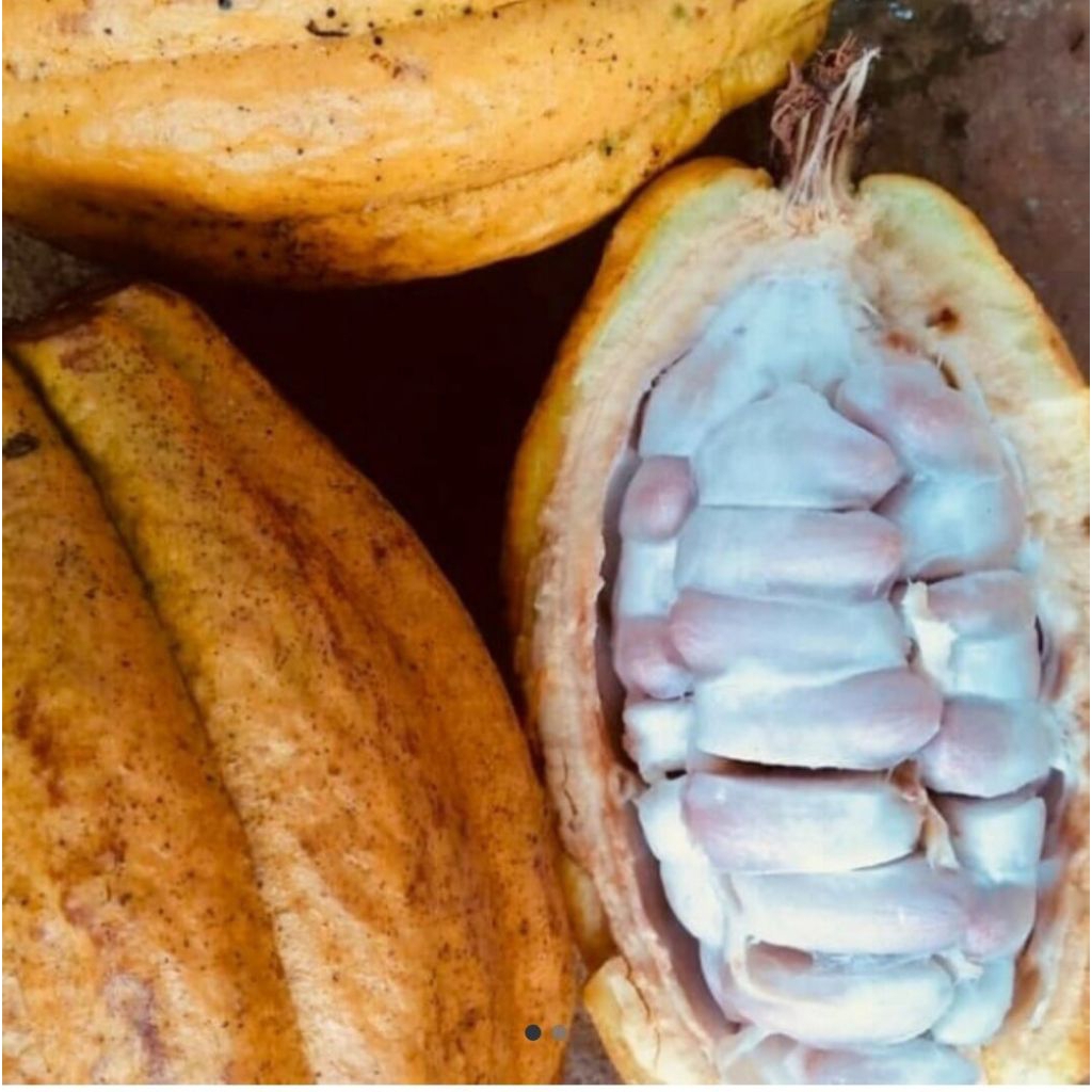 

Buah coklat (kakao) matang fresh