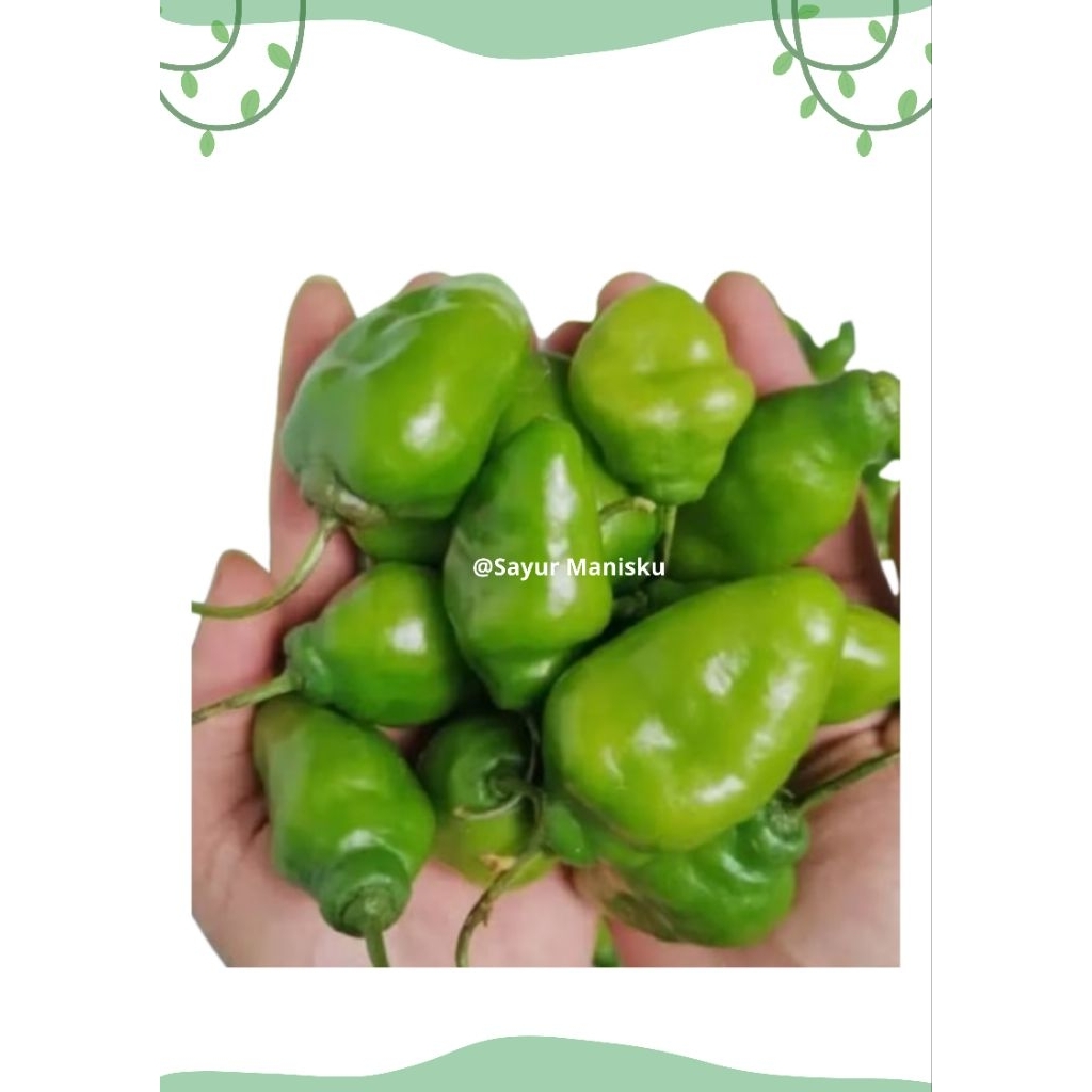 Cabai gendot asli (Dieng) viral