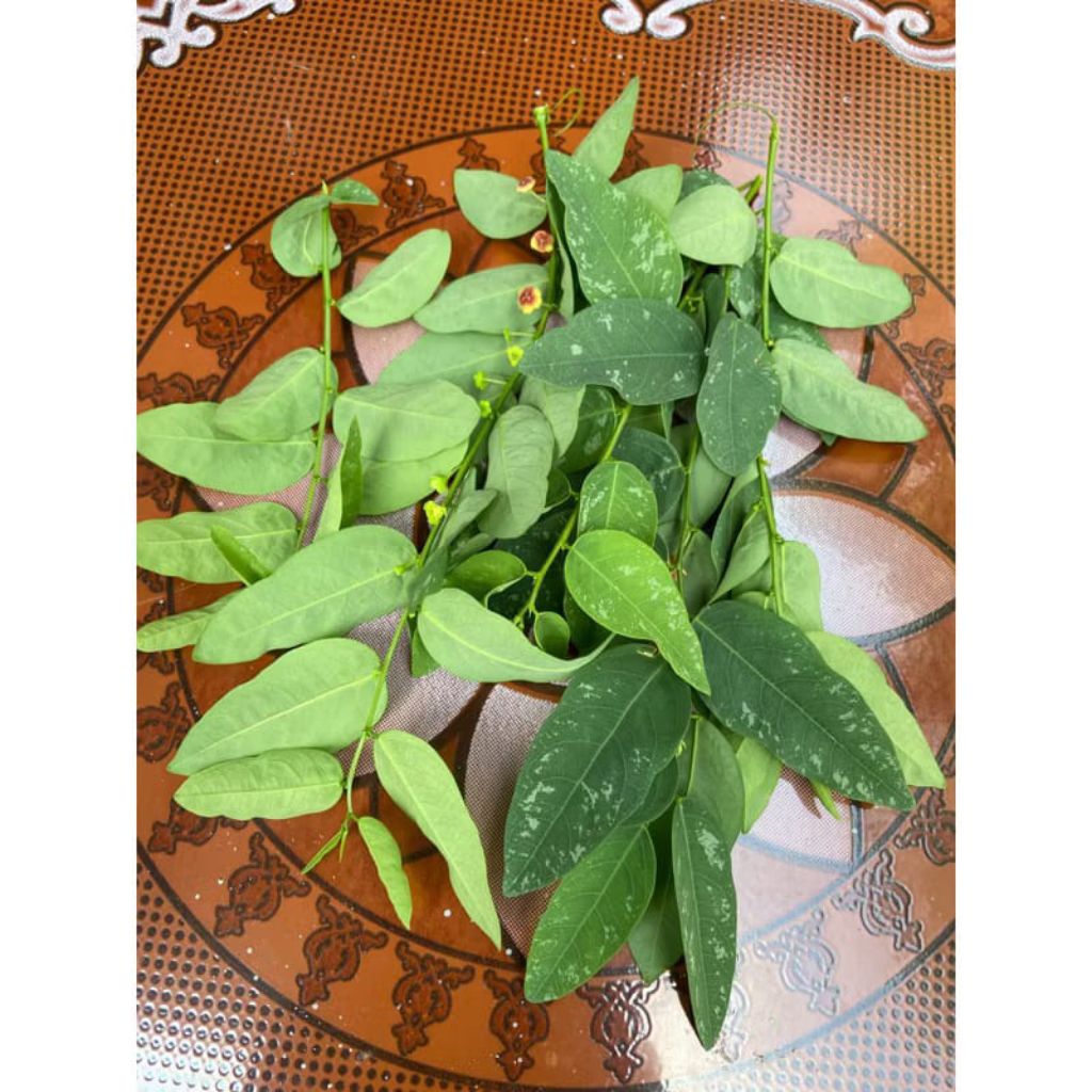 

Daun katuk segar petik langsung fresh 30 helai