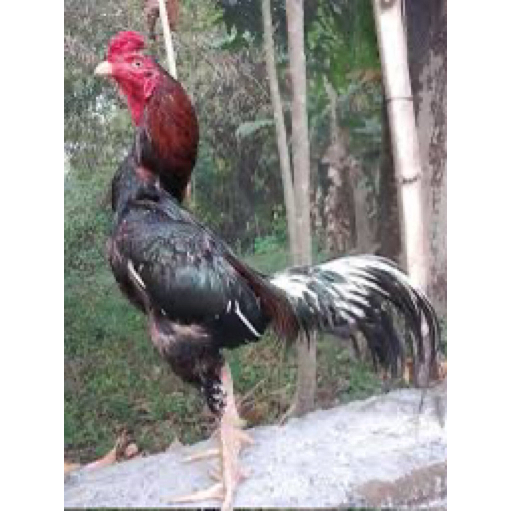 

TELUR FERTIL AYAM BANGKOK KLASIK UNTUK DITETASKAN