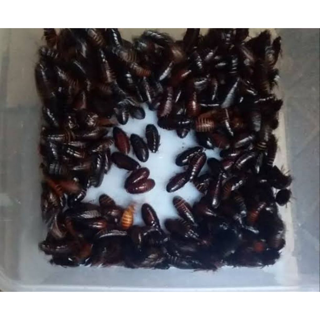 KECOA BATU HIDUP COCOK UNTUK UMPAN IKAN DAN UMPAN MANCING