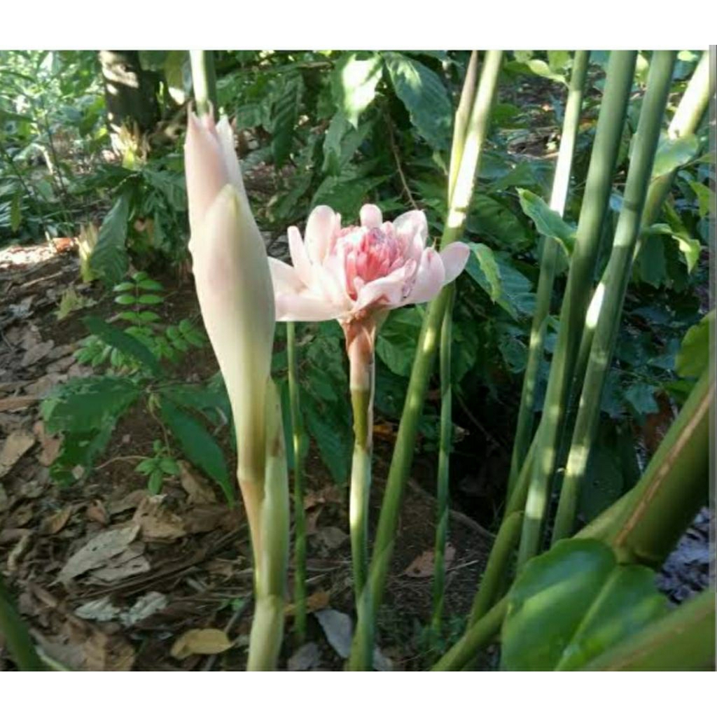 BIBIT BUNGA KECOMBRANG HIJAU POHON ROMBEH