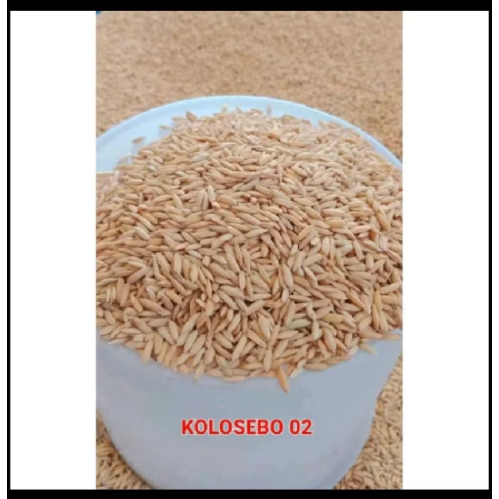 (5KG) BENIH PADI KOLOSEBO 02 ORIGINAL BERKUALITAS UNGGUL
