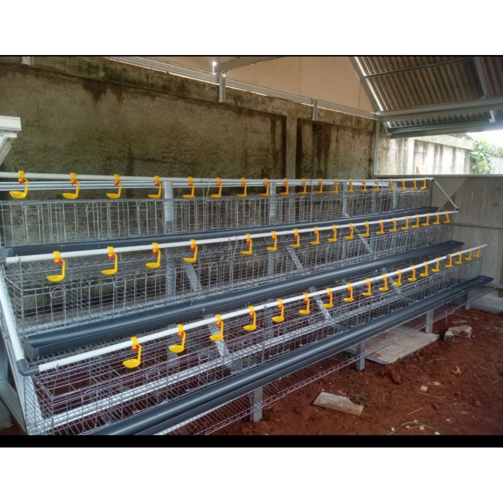 Kandang ayam petelur kapasitas 100 ekor