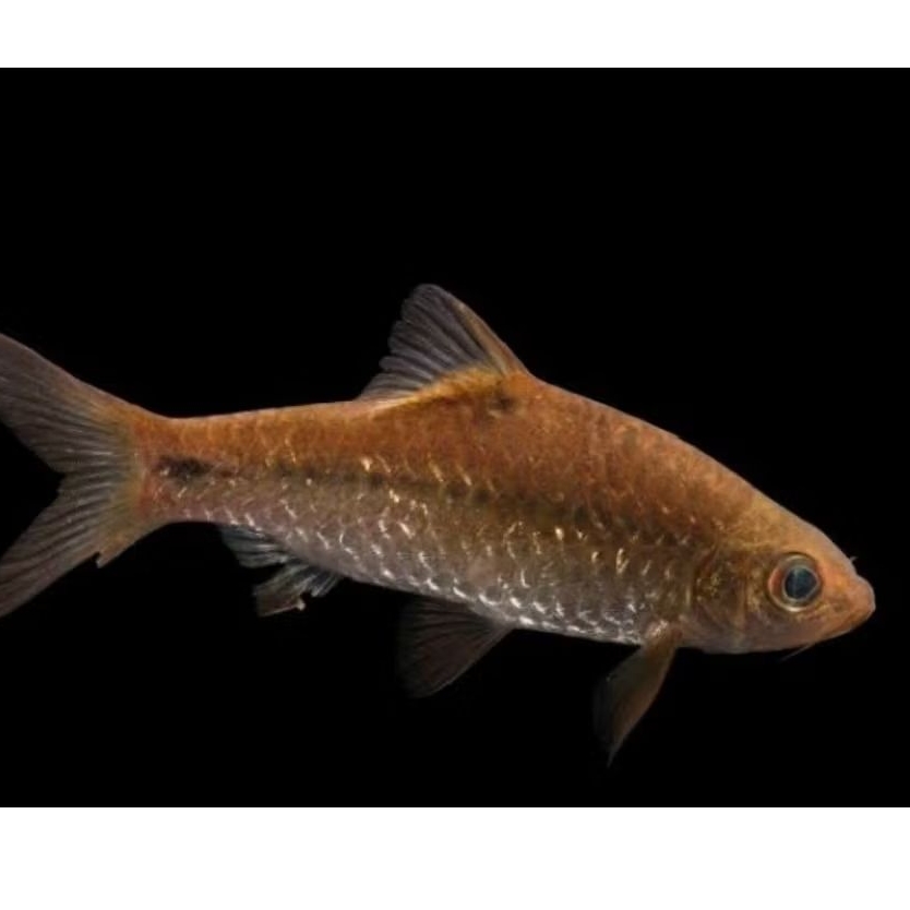 ikan wader cakul ( Puntius binotatus )hidup isi 10 uk 5-6cm