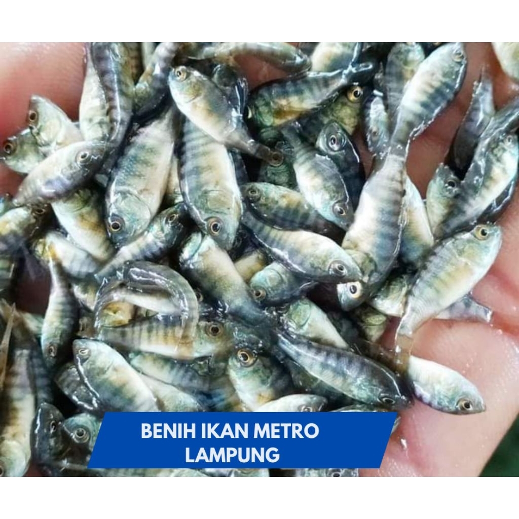 NILA KEKAR UKURAN 4-6 CM BERGARANSI