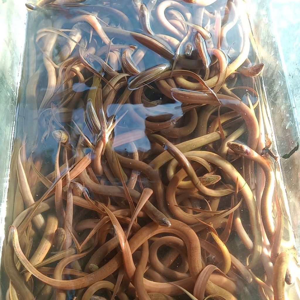 bibit belut/ lindung kecil 1kg isi 30 50 ekor lebih