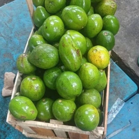 

Alpukat Mentega Organik Fress premium 1kg