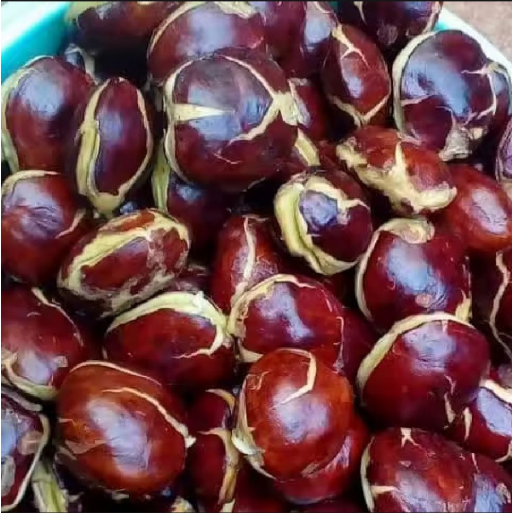 

jengkol tua mentah super 1kg