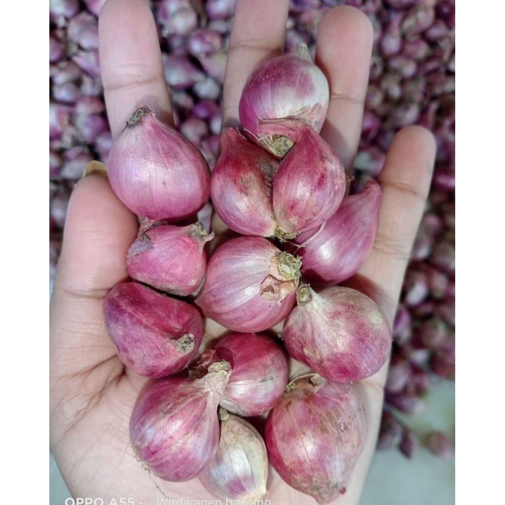 

Bawang merah kering Super 1kg
