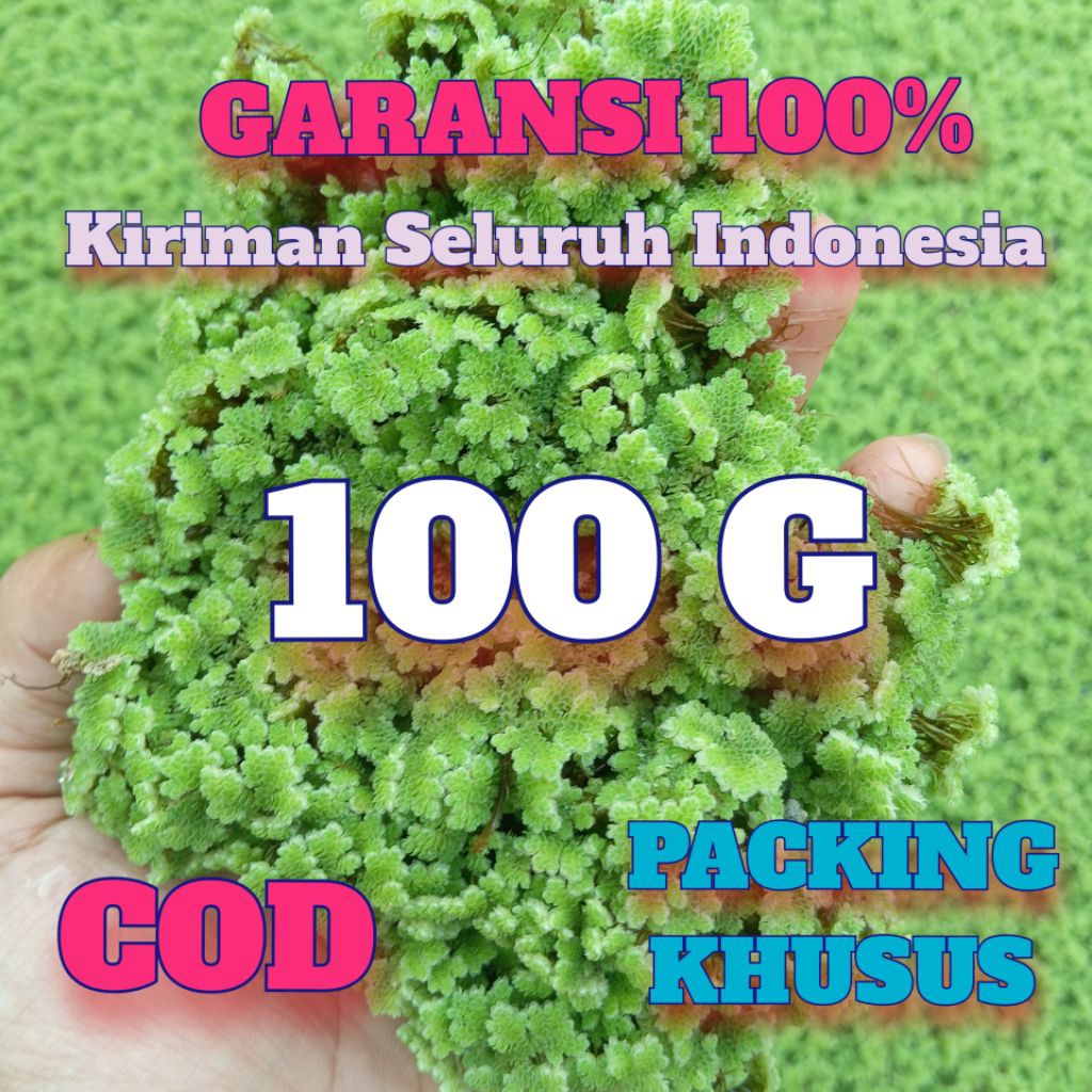 Bibit Azolla Microphylla Murah 100 G Paket Coba Coba, Benih Tanaman Air Hijau Azolla ini Mudah dalam