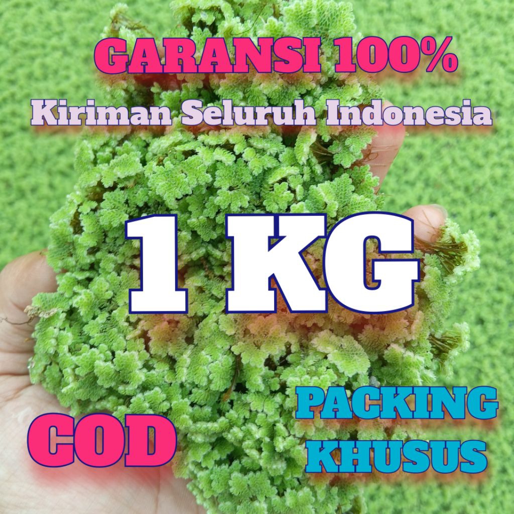 Bibit Azolla Microphylla 1 KG / 1000 G, Benih Tanaman Air Hijau Azolla ini Mudah dalam perawatan dan