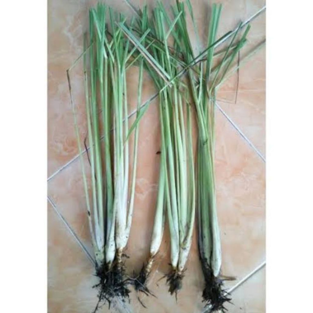 

Bibit sreh putih per batang