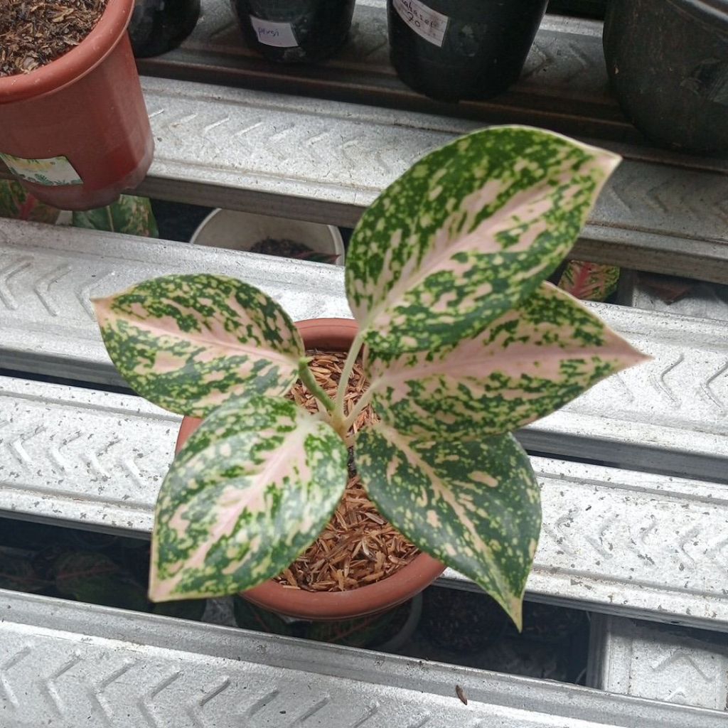 aglonema maharaz putih