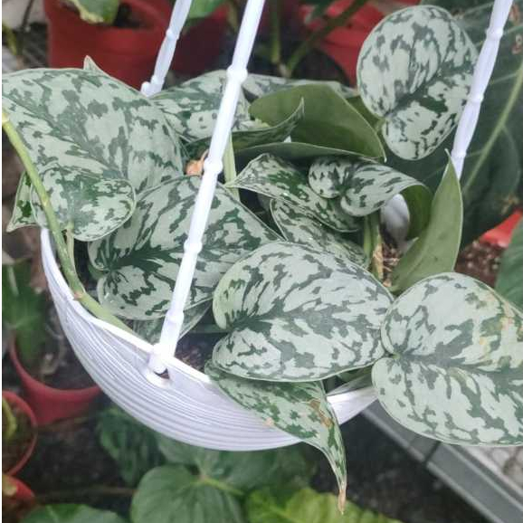 Scindapsus Silver Lady