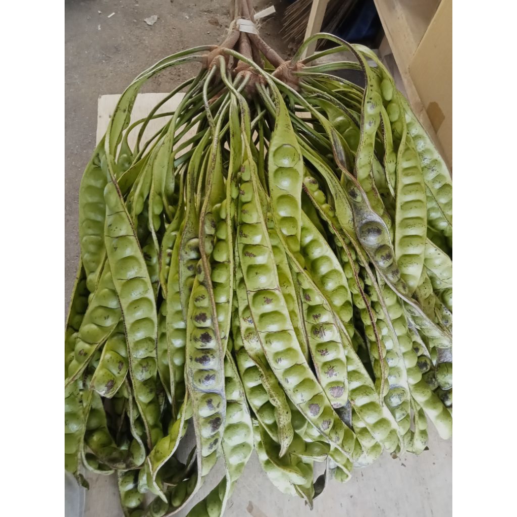 

pete super tua 1 lonjor atau papan