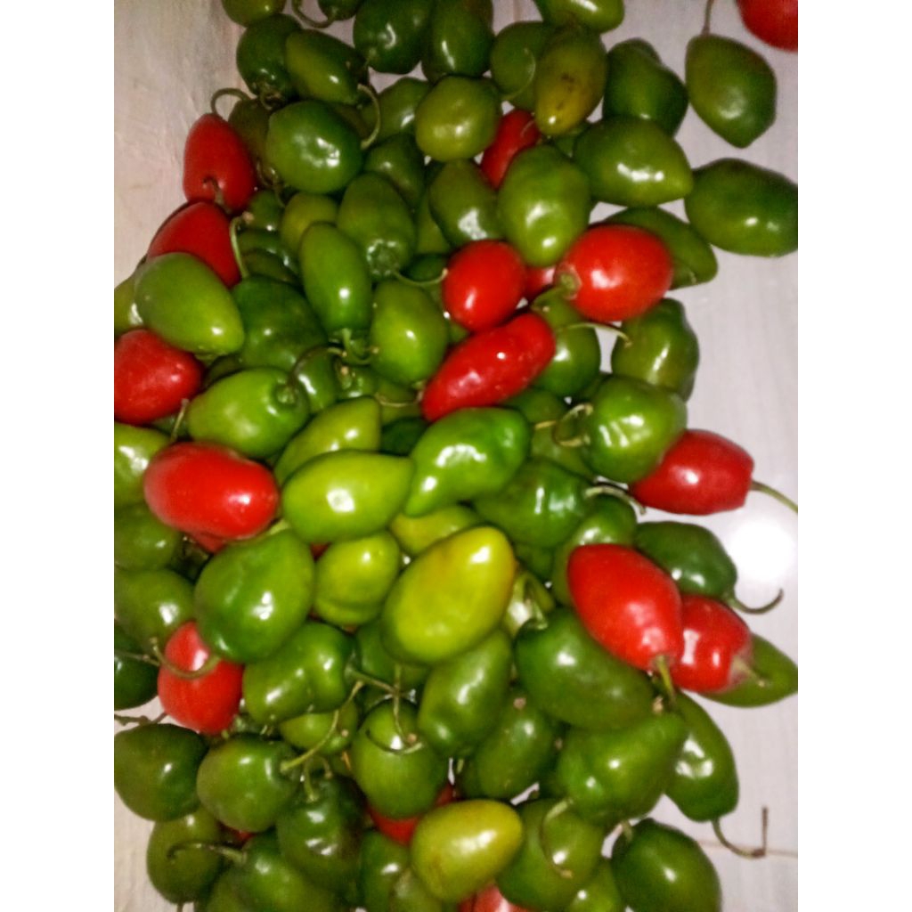 

CABE GENDOT! MURAH MERIAH!! PEDAS SPICES!! PROMO TERBATAS!!