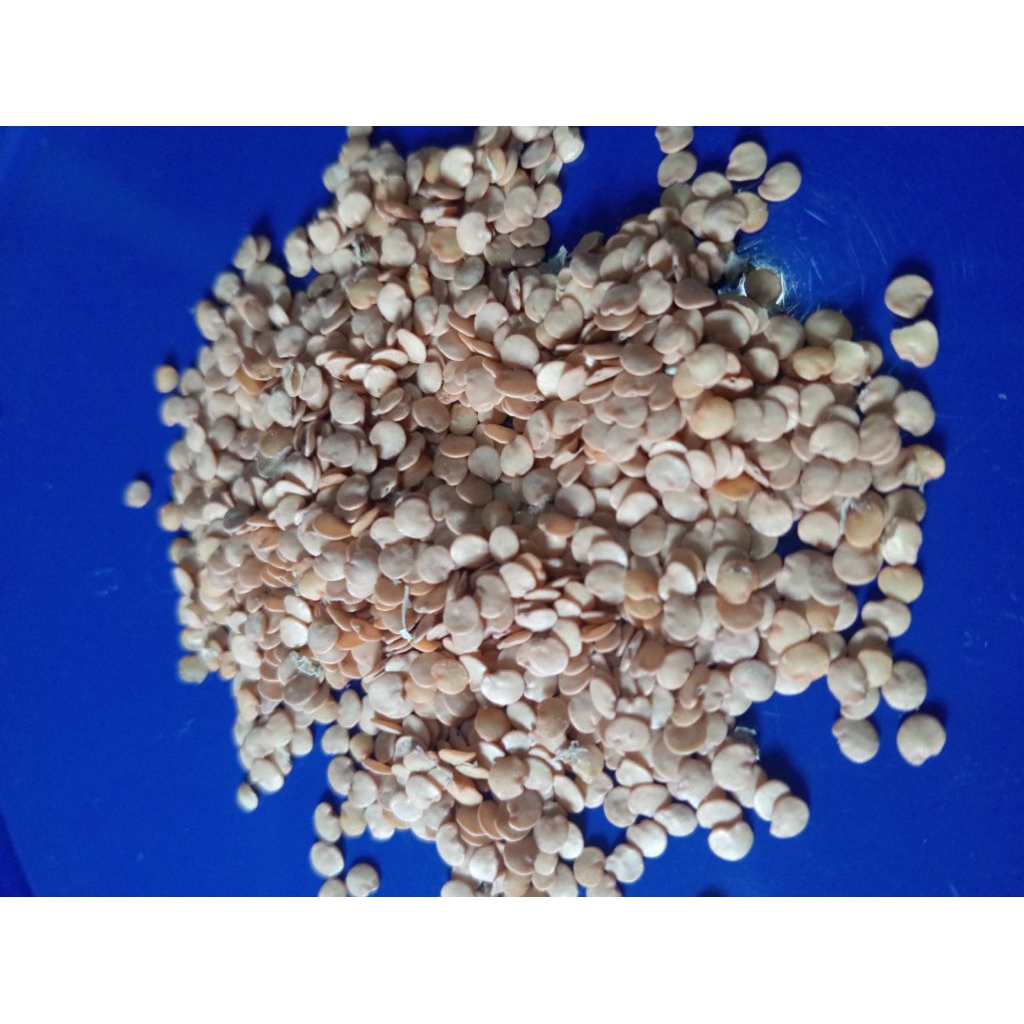 

Biji bibit terong Buton/terong loreng/terung brilik